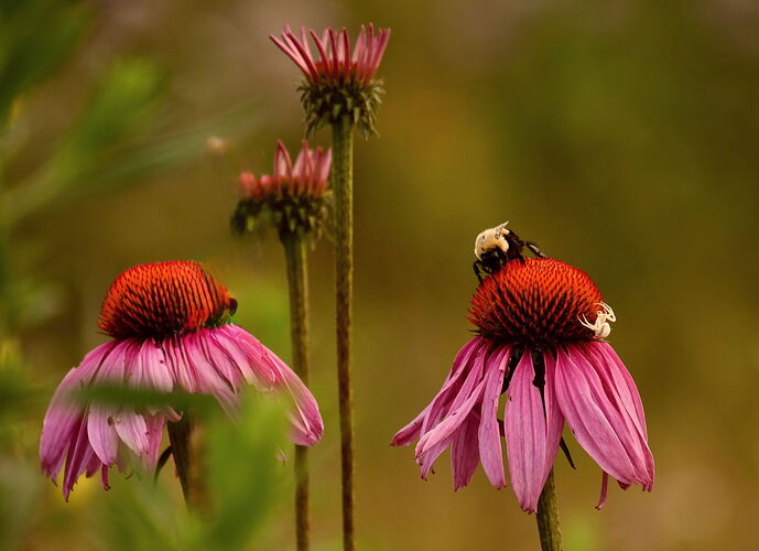 Coneflower and inhabitants, August.jpg