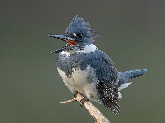 Belted Kingfisher 119.jpg