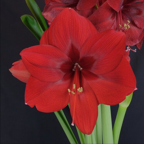 Christmas Amaryllis