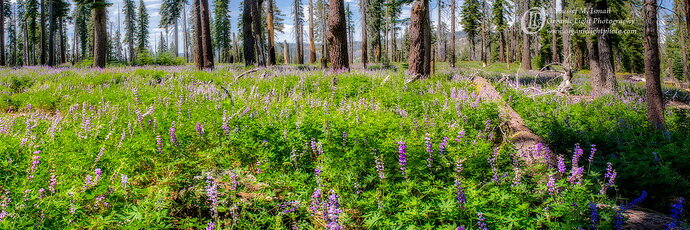 Original - _DSC1480-1484_LupineMeadow_NPN.jpg