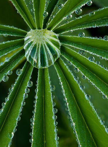 Morning Dew Drops