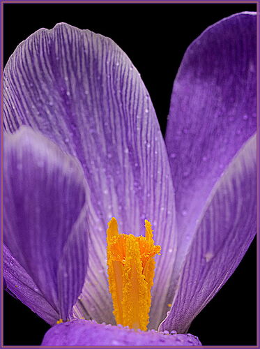 Allen-Crocus#2-NPN copy