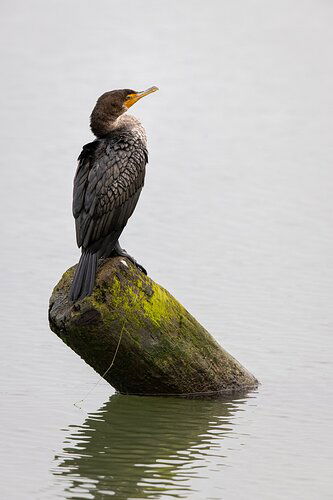 Cormorant