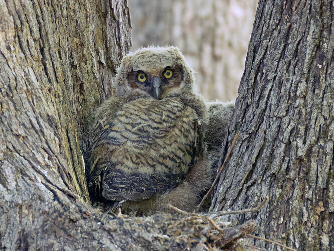 Great Horned Owl 1.jpg