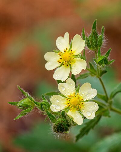 W.O.W. - Rough-fruited cinquefoil