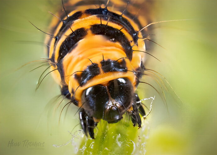 cinnabar moth caterpillar 3k20260714-IMG_3210