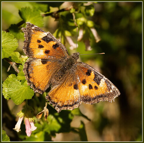 California Tortoiseshell on Wax Currant