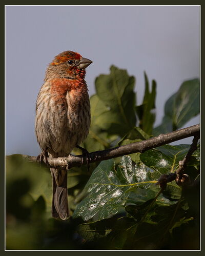 House Finch-NPN.jpg