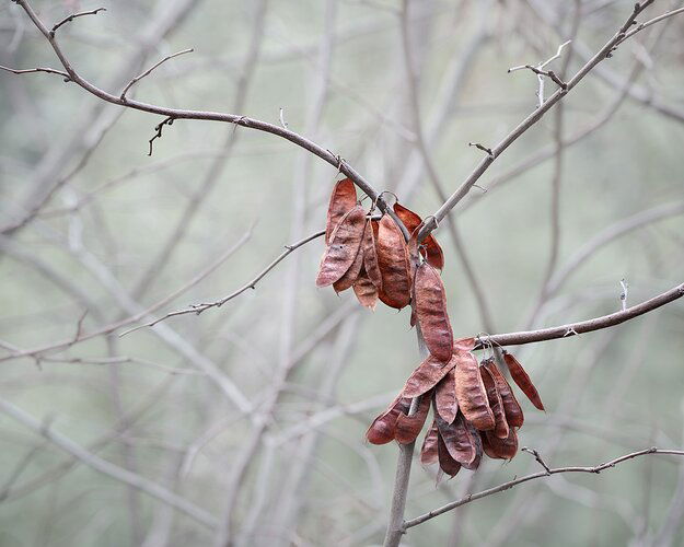 Winter Red Bud