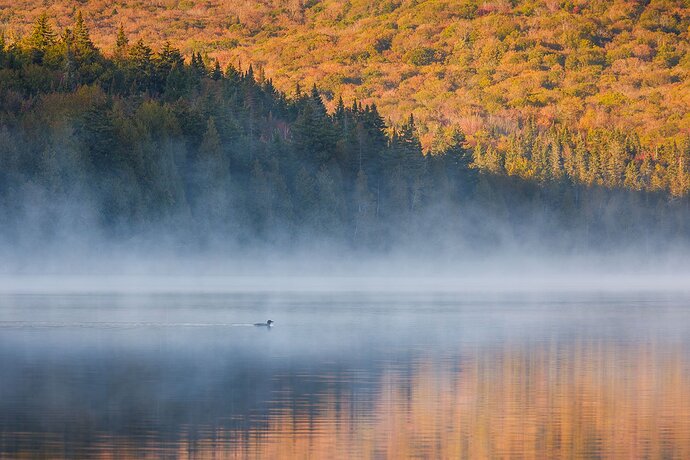 Vermont Loon Rework