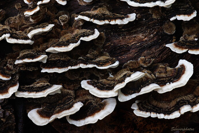 Original - Dyer's Polypore.jpg