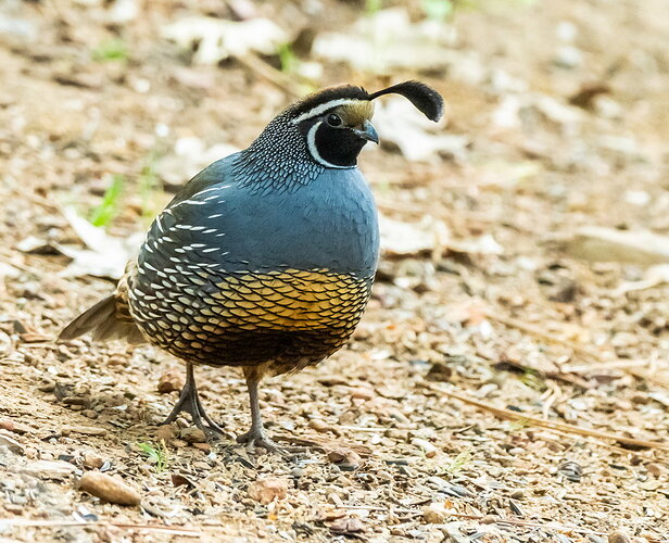 QUAIL.jpg