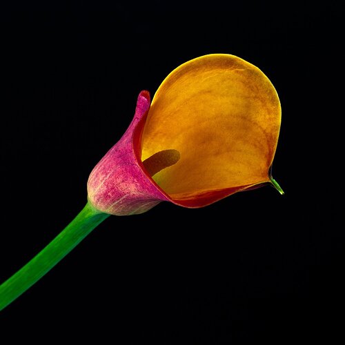 Colorful Calla