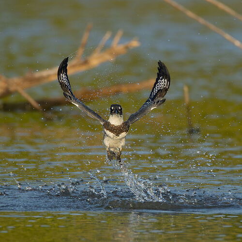 Belted Kingfisher 91.jpg