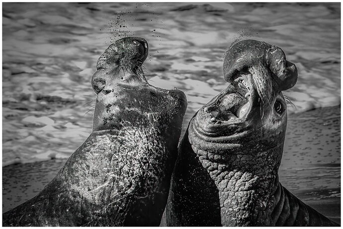Elephant Seals.jpg