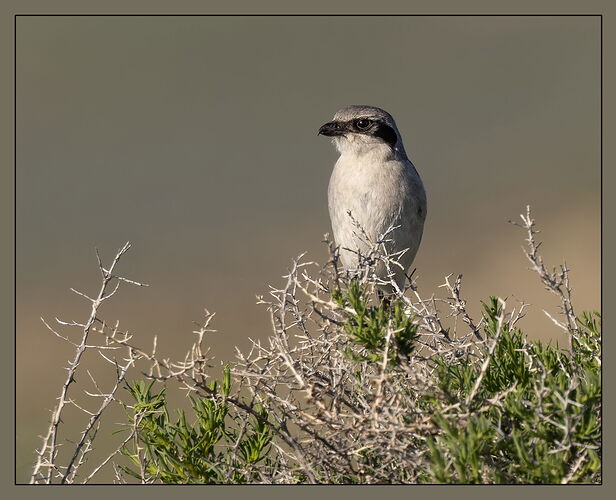 Loggerhead Shrike-NPN.jpg