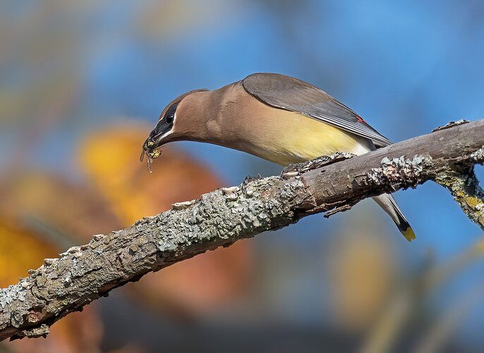 Cedarwaxwingcrop2