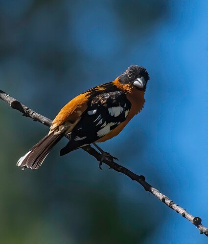 Black-headed Grosbeak