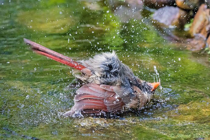 Female Cardinal bathing