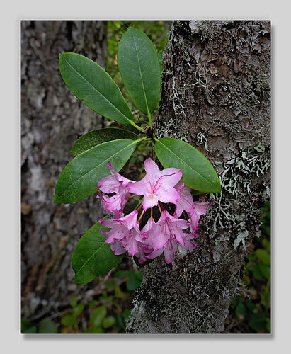 20240614 Pink Corsage 05 npn