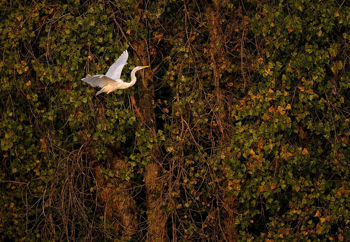 Egret-at-golden-hour-2,-Richfield,-9-12-24.jpg