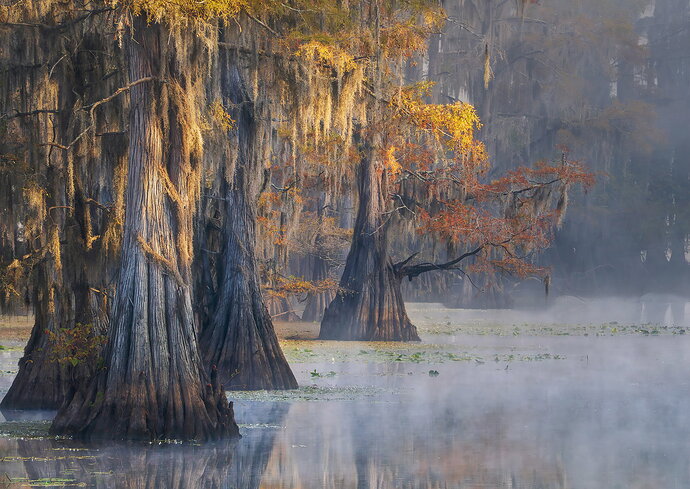 dcampbell-caddo-lake-morning-fog-tx-2025-social-revised