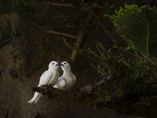 Diny-Must be love copy