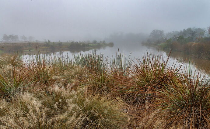 Robinson Preserve in the fog 3-1