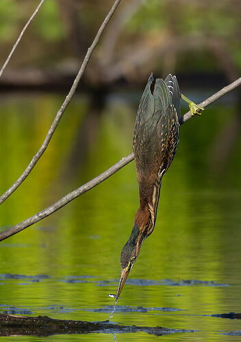 Green Heron 79