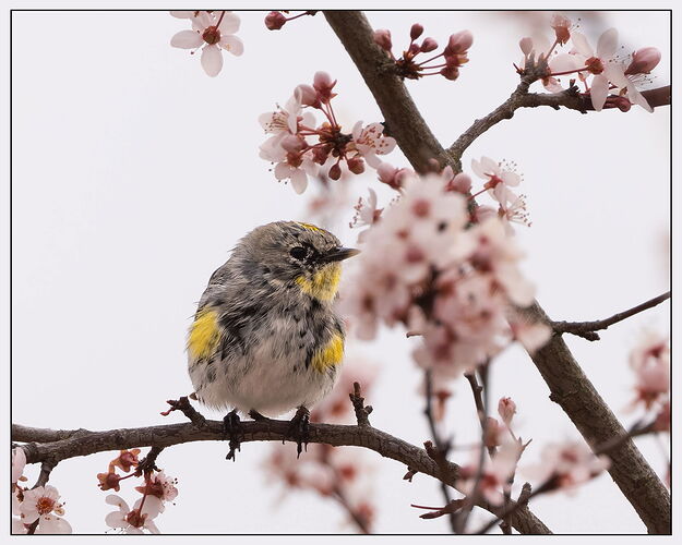 Yellow-rumped Warbler-NPN.jpg
