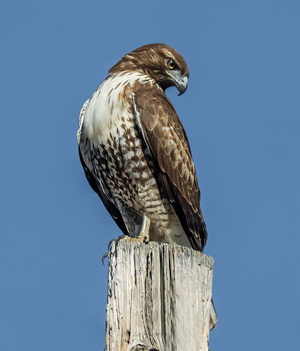 REDTAIL.jpg