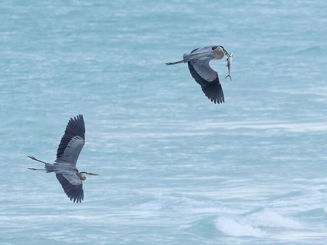 Great Blue Heron 47.jpg
