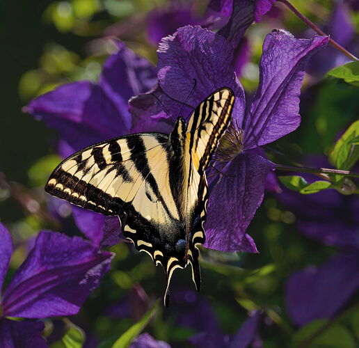 Tiger Swallowtail in Clematis-DM