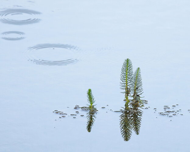 Rainy Morning on Slate River Pond_MS