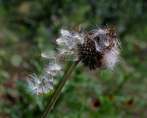 thistle-DSC_7732-Enhanced-NRcropped-sharpened.jpg