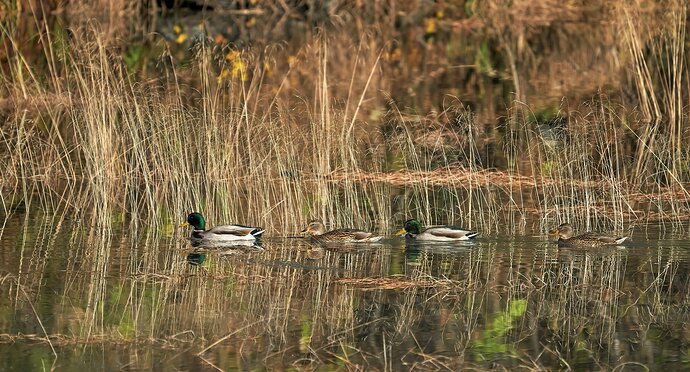 Mallards in Tall Grass