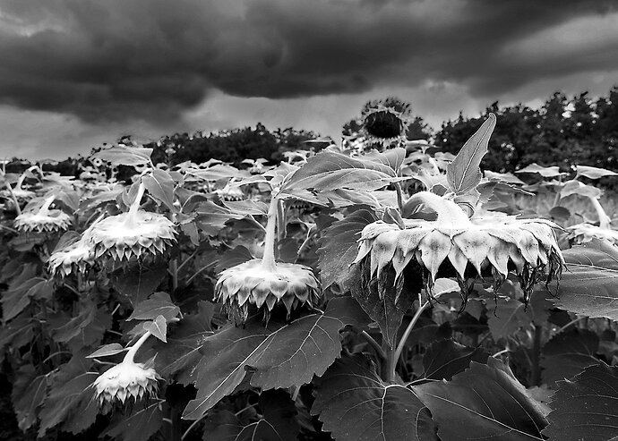 Sunflowers Under Storm Clouds 864A2667