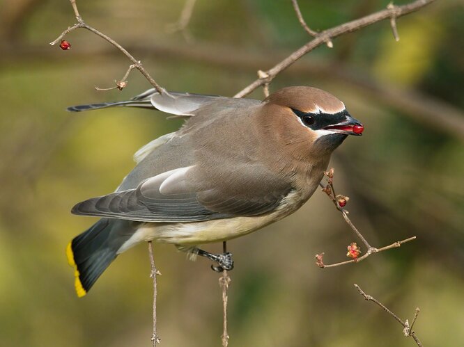 Cedar waxwing