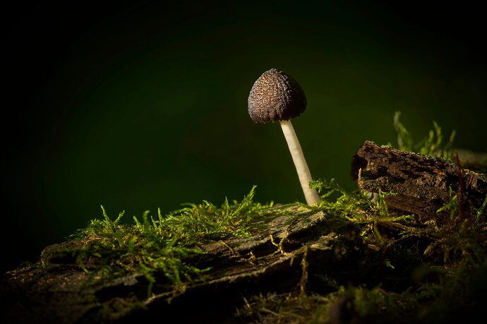 Toadstool #2