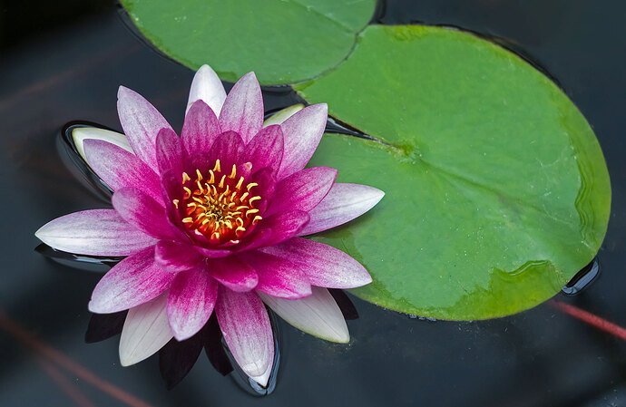 Original - Water Lily.jpg