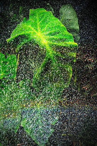 Ear and the Rainbow.jpg