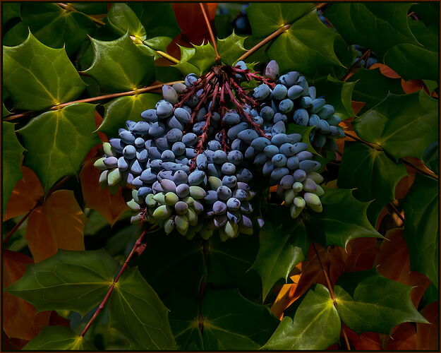 _DSC6033-Edit - Edit -Oregon Grape Holly.jpg