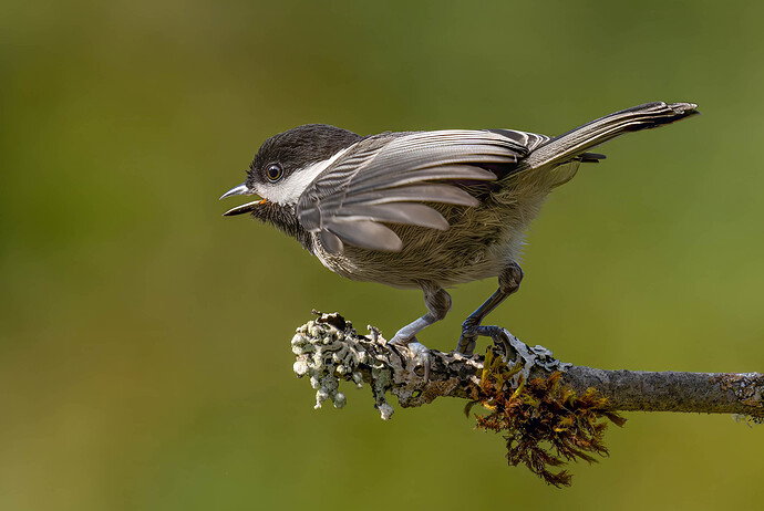 Revision 2 - BC chickadee 2026 b_DeepPRIME XD3-Edit copy crop copy 2.jpg