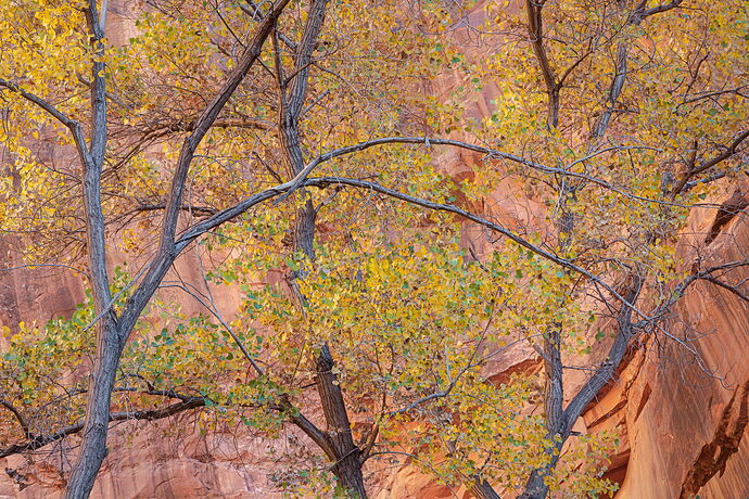 Cottonwood Cacophony