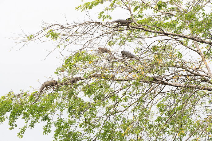 Iguana Tree copy
