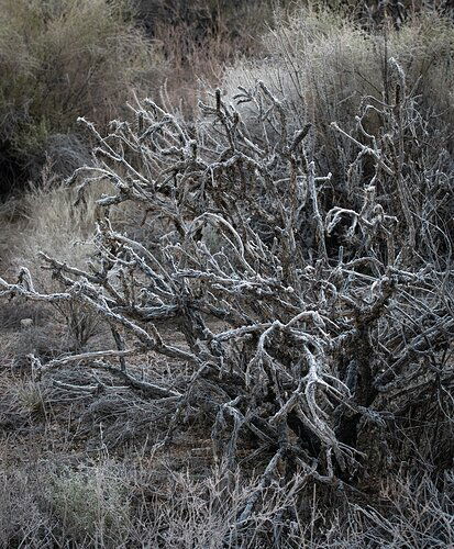 December Desert Frost