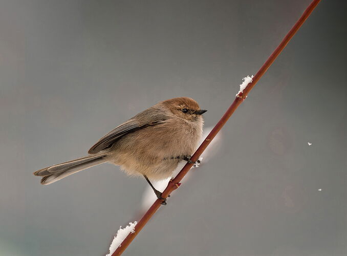 bush tit in snow copy 4a