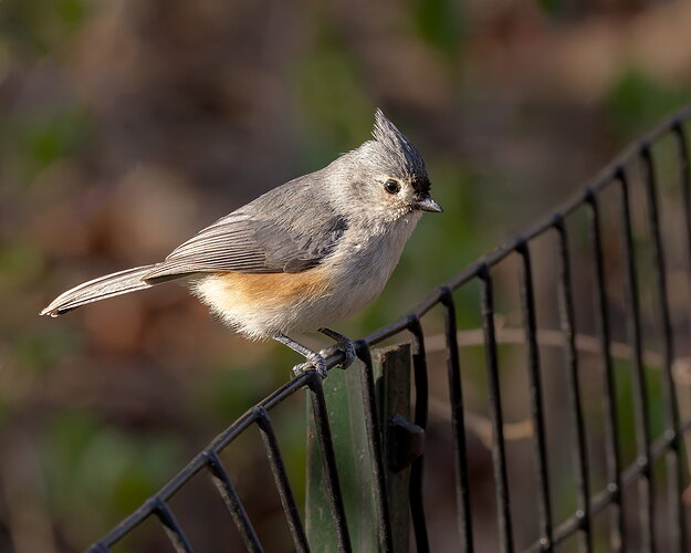 Tufted Titmouse1-NPN.jpg