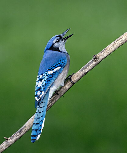 Blue Jay scolding a Red Squirrel