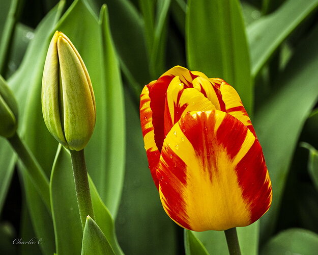 Tulip14.jpg